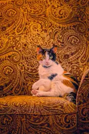 "Sassy" Signed Limited Edition Photo by Harrison Franks Color