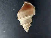 #0016 Struthiolaria Papulosa, New Zealand, 63.2mm Sea snail shell