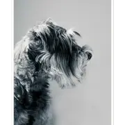 Galrie Captivating Canine Portrait - Black and White Dog Art Photography Print, Poster Only, A1 60 x 84cm (23 x 33inch)