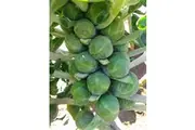 BRUSSELS SPROUTS 'Long Island Improved' seeds - Standard Packet (see description for seed quantity)