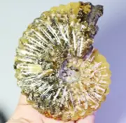 0.75lb Collection ! Natural Ammonite Shell Fossil Crystal Stone Mineral Specimen