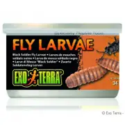 Exo Terra Black Soldier Fly Larvae 34g