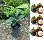 5 Seeds Original Mangosteen Garcinia mangostana Tropical fruit tree FREE PHYTO