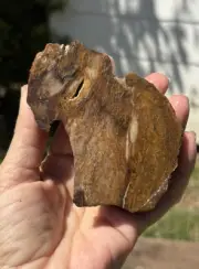 Petrified Wood Slice Ginkgo Pet Forest WA Agate, Jasper? 184 g