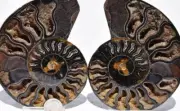 2426 RARE 1in100 BLACK Ammonite PAIR Deep Crystals 110myo FOSSIL LRG 111mm 4.4"