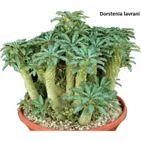 在飛比找蝦皮購物優惠-Dorstenia lavrani 拉弗雷尼 椰子琉桑 種子