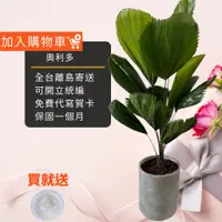 在飛比找蝦皮商城精選優惠-圓葉蒲葵 圓扇盆栽九吋竹簍 開幕送禮 室內植物 觀葉植物 園