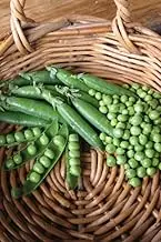 Greenfeast Pea Seed 20 Seeds