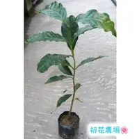 在飛比找蝦皮購物優惠-初花農場2店|咖啡苗｜阿拉比卡｜3寸盆|實生苗｜～定價50特