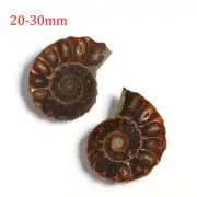 1Pair Half Cut Natural Ammonite Shell Fossil Specimen Collection Gem Madagascar