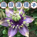 💯正品【鐵線蓮種子】鐵綫蓮 爬藤植物盆栽多款花色花卉盆栽種子 重瓣大花藤本攀爬多季節開花 鐵綫蓮種子 鮮花種子 花卉種植