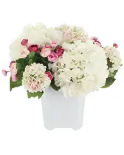 Creative Displays Hydrangea, Ranunculus & Viburnum Arranged in Ceramic Pot