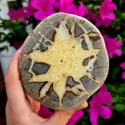 Septarian "Dragon Stone" Natural semi polished crystal gemstone geode specimen