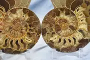 Large Ammonite Pair Deep Crystal Cavity 110myo Real Fossil 211mm 8.2" 4336yt