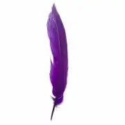 6" to 10" Silver Pheasant Tail Feather - Eggplant