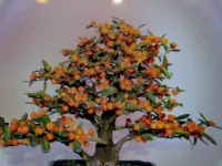 在飛比找Yahoo!奇摩拍賣優惠-袖珍迷你豆盆栽便宜賣日本金豆柑造型小品盆栽會生最小顆的金柑橘