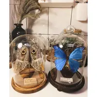 在飛比找蝦皮購物優惠-手做蝴蝶標本/Morpho menelaus 大藍閃蝶 大尺