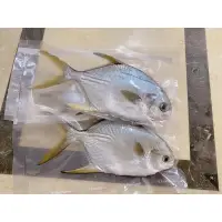 在飛比找蝦皮購物優惠-海水養殖  紅衫魚/金鯧魚