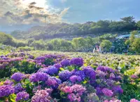 在飛比找雄獅旅遊優惠-38女王節｜雙北旅遊｜高家繡球百花齊放、季節限定花樣年華、艋