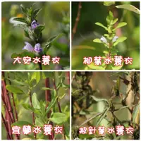 在飛比找蝦皮購物優惠-【水畝田】大安水蓑衣、柳葉水蓑衣、宜蘭水蓑衣、披針葉水蓑衣 