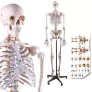 Segawe 70 inch Medical Skeleton Life Size Human Model for Anatomy Study