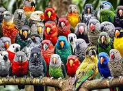 Kaleidoscope of Feathers: Premium 1000 Piece Jigsaw Puzzle for Adults by Cross & Glory - Unique Bird Artwork - Best Challenging Puzzles for Cognitive Workout - Eco-Friendly