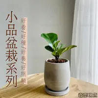 在飛比找蝦皮購物優惠-💥發票現貨❗️小品盆栽 植物盆栽 辦公室盆栽 龜背芋 琴葉榕