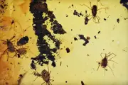 Swarm of Erythraeidae (Mites), Fossil Inclusion in Burmese Amber