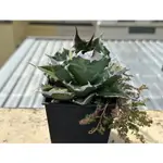 白火嚴龍AGAVE TITANOTA