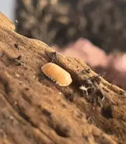 Cubaris Citrus Isopods 12-ct, Red Panda Morph, LAG