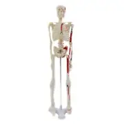 17 Inch Mini Human Skeleton Anatomy Model Science Classroom Body Skeleton Model