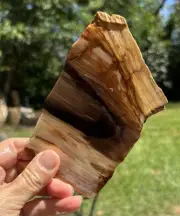 Petrified Wood Slice Ginkgo Pet Forest WA Agate, Jasper? 5x3x.25 in 114 g