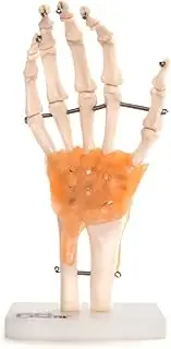 66fit Human Hand Joint With Ligaments Anatomical Model