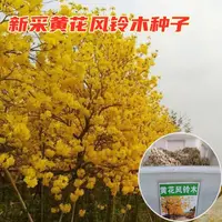 在飛比找蝦皮購物優惠-現貨、種子 新采黃花風鈴木樹種子黃金風鈴木、巴西風鈴木、伊蓓