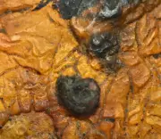 Raw stone Burmese Amber with two rare fossil Snails (Gastropods) in crust
