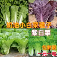 在飛比找蝦皮購物優惠-🌱奶油小白菜種子 四季菜園蔬菜 奶油快菜7天發芽一個月採摘 