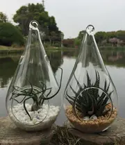 25 Bulk Pack of Hanging Clear Glass Tealight Candle Holder Tear Drop Pear Shape - 12cm High - Terrarium Plant Mini Garden Holder Decor