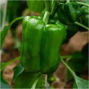 Capsicum - Superset F1 seeds