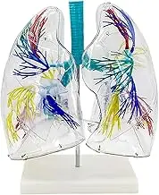 Transparent Lung Anatomical Model with Bronchial Tree Structure and Stand Base Respiratory System Anatomy Model for Teaching Demonstration