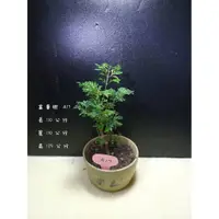 在飛比找蝦皮購物優惠-寶悅 小品盆栽 A17 富貴樹 福祿桐