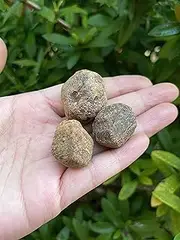 GAF TREASURES 3 Pcs Raw Garnet Crystals, Natural Garnet Stone, Natural Rough Garnet Crystals, Garnet Rough, Garnet Healing Crystals (Garnet)