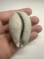 Cowrie Shell Fossil Florida Pleistocene 2.21 Inch