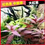 @墨耘 水草@ 大紅葉  (水中葉)1株/20元  耐熱 紅色 中景 不需CO2 陰性草 新手