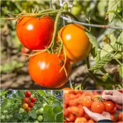 Tomato - Prosperity seeds