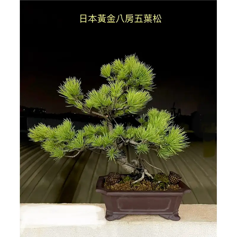 中品那須五葉松盆栽 5-4 中品那須五葉松盆栽 5-5 中品