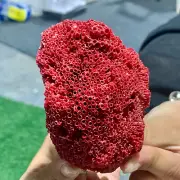 52G Natural Red coral reef Cluster Ocean Mineral Crystal Specimen