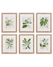 Napa Home & Garden Set of 6 Classic Flower & Leaf Study