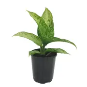 125mm Memoria Corsii - Dieffenbachia maculata