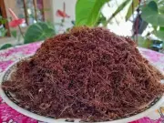 Coconut Coir Coco Peat Organic Compost Soil Hydroponics Growing media
