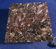 TURRITELLA / ELIMIA ACCENT TILE 4" X 4" - CUSTOM CUT - ONE OF A KIND